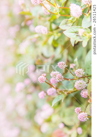 Polygonum 26511425