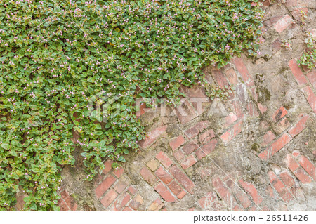 Porigonamu Porigonamu 26511426