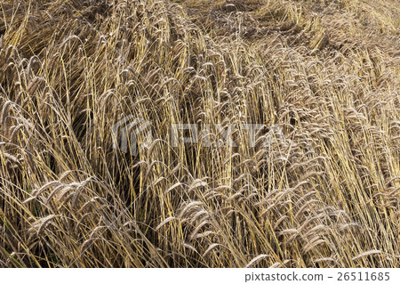 mature cereal, close-up 26511685