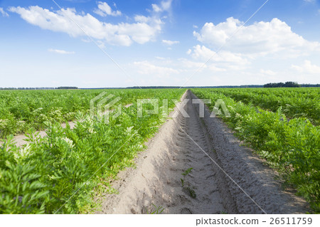 Field with carrot 26511759