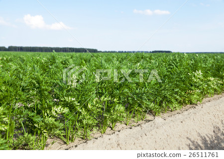 Field with carrot 26511761