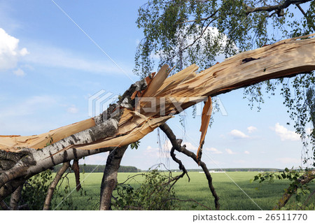broken birch trees 26511770