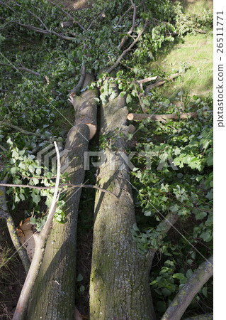 destroyed a tree, close-up 26511771