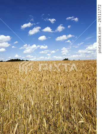 agricultural field agricultural field 26511772