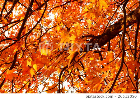 Autumn leaves Autumn leaves 26512050