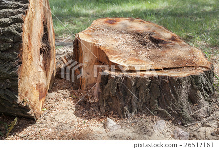 圖庫照片: old tree trunk