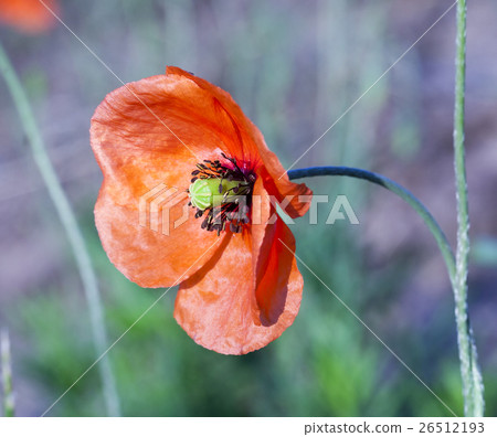 Red Poppy in the field 26512193