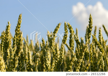 Field with cereal Field with cereal 26512266