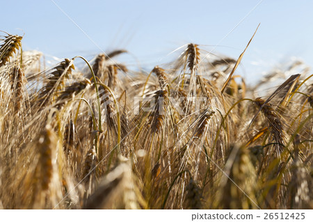 ripe yellow cereals ripe yellow cereals 26512425