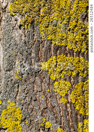 lichen on tree lichen on tree 26512484