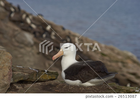 Black-browed Albatross nesting Black-browed Albatross nesting 26513087