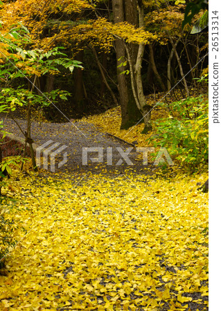 落葉 26513314