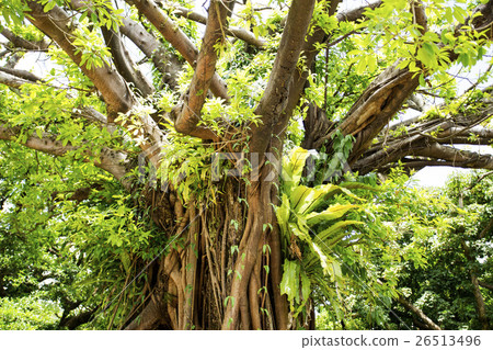 A big tree of academy 26513496