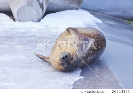 戈馬海豹在雪地上 戈馬海豹在雪地上 26513565
