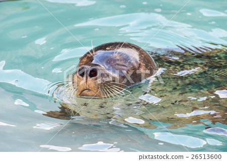 Goma seals with faces out of water 26513600