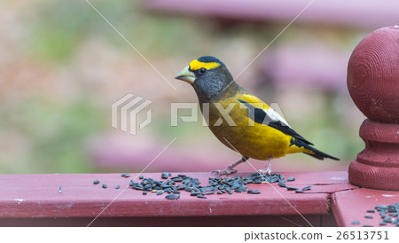 Evening Grosbeak on a deck having a seed lunch Evening Grosbeak on a deck having a seed lunch 26513751