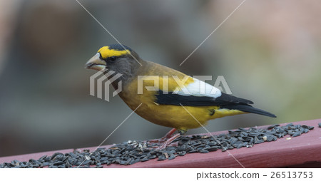 Evening Grosbeak on a deck having a seed lunch Evening Grosbeak on a deck having a seed lunch 26513753
