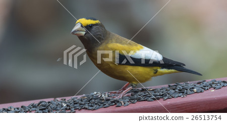 Evening Grosbeak on a deck having a seed lunch Evening Grosbeak on a deck having a seed lunch 26513754
