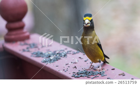 Evening Grosbeak on a deck having a seed lunch Evening Grosbeak on a deck having a seed lunch 26513759