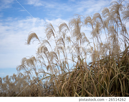 Autumn flowers 26514262