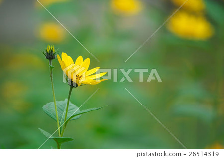 耶路撒冷朝鮮薊花 耶路撒冷朝鮮薊花 26514319