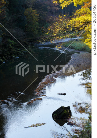 River surface of the valley and autumn leaves Arashiyama valley vertical 26514456