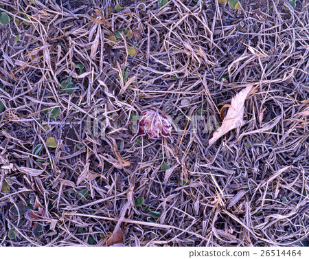 Leaf pattern of early winter 26514464