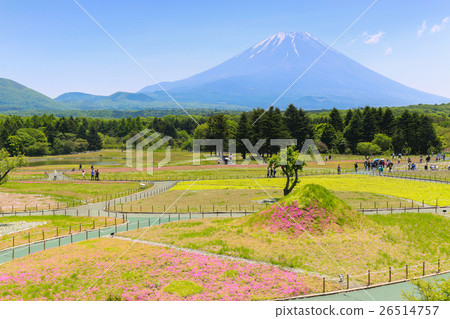Shibazakura Festival with the field of pink moss Shibazakura Festival with the field of pink moss 26514757