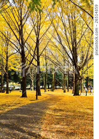 秋天的代代木公園 26514859