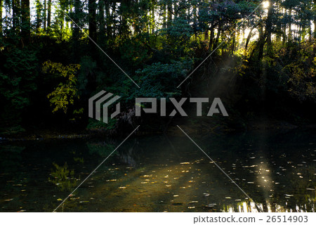 在山谷的河邊發光秋樹嵐嵐山谷 26514903