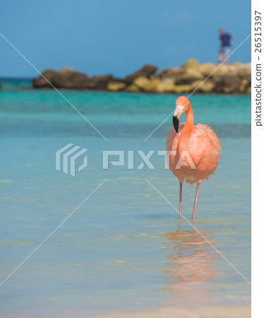 One flamingo on the beach One flamingo on the beach 26515397