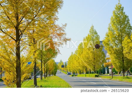 Metasequoia's Namiki Road started to color 26515620