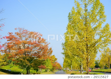 秋天樹木在秋天 26515627
