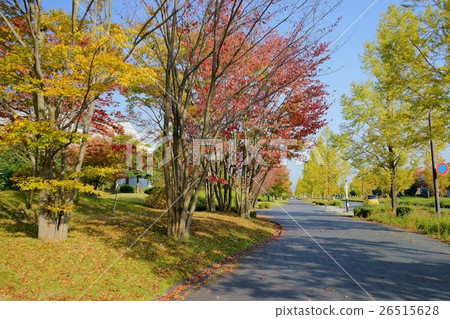 秋天的路徑 26515628