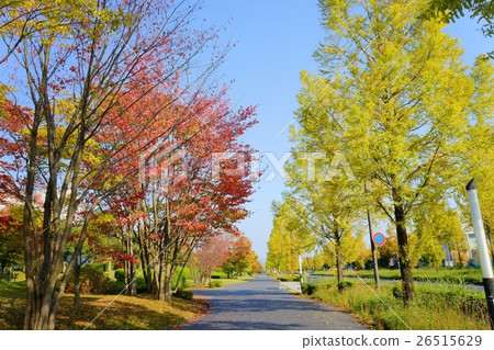 秋/秋葉人行道 26515629