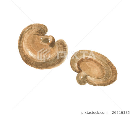 Reishi Ganoderma Reishi Ganoderma 26516385