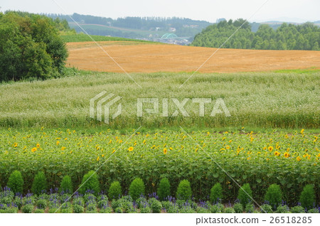 Zerubu of the Hills Hills of Atoyume Japan Zerubu of the Hills Hills of Atoyume Japan 26518285