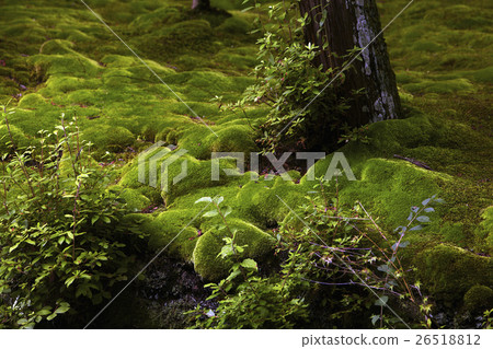 Saiho-ji Japan 26518812