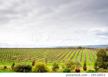 McLaren Vale wineries McLaren Vale wineries 26518853