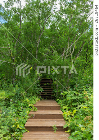 Wood trail in Valley of Geysers. Wood trail in Valley of Geysers. 26519464
