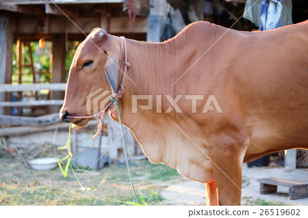 Brown Cow eating grass or hay in the rural area. 26519602