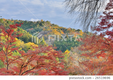 Autumn leaves from Honkari-ji Takadai 26519696
