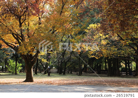 Autumn park Autumn park 26519791