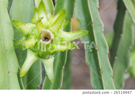 Dragon fruit,Pitaya on tree 26519947