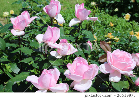 玫瑰生物製劑 26519973