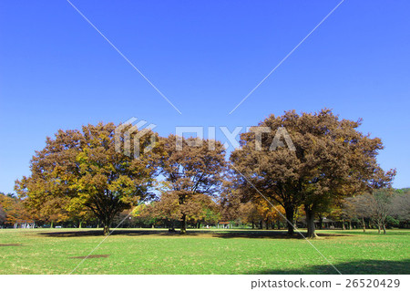 代代木公園秋葉 26520429