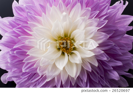 Dahlia Dahlia 26520697