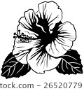 Hibiscus 26520779