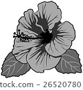 Hibiscus 26520780