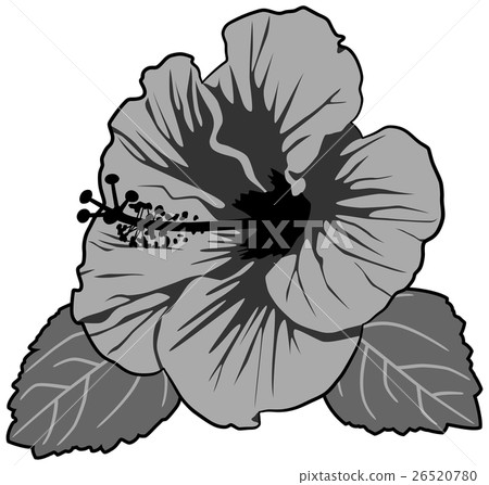 Hibiscus Hibiscus 26520780